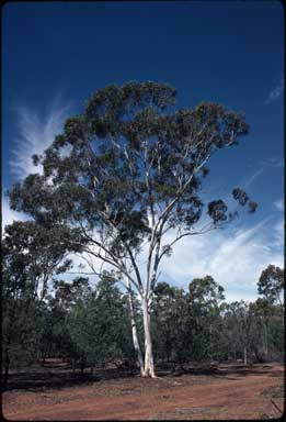 APII jpeg image of Eucalyptus thozetiana  © contact APII