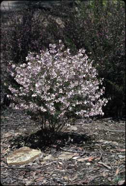 APII jpeg image of Boronia floribunda  © contact APII