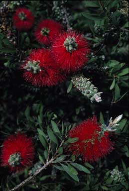 APII jpeg image of Callistemon citrinus  © contact APII