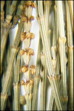 APII jpeg image of Allocasuarina distyla  © contact APII