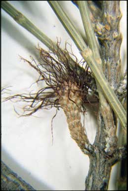 APII jpeg image of Allocasuarina gymnanthera  © contact APII