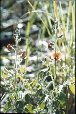 APII jpeg image of Isotropis foliosa  © contact APII