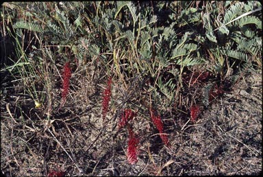 APII jpeg image of Grevillea dryandroides  © contact APII