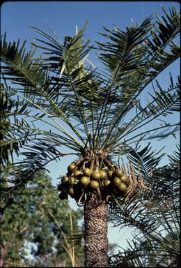 APII jpeg image of Cycas armstrongii  © contact APII