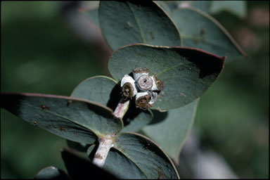 APII jpeg image of Eucalyptus sturgissiana  © contact APII