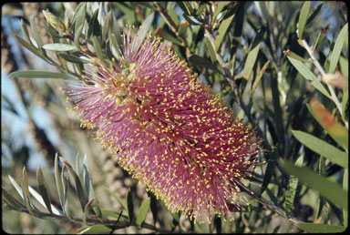 APII jpeg image of Callistemon rugulosus  © contact APII