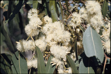 APII jpeg image of Eucalyptus tereticornis  © contact APII