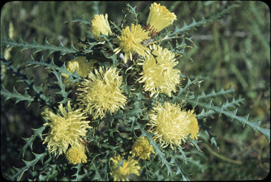 APII jpeg image of Banksia hewardiana  © contact APII