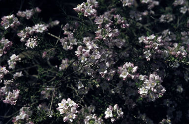 APII jpeg image of Eriostemon nodiflorus  © contact APII