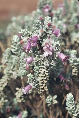 APII jpeg image of Eremophila punicea  © contact APII