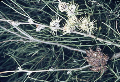 APII jpeg image of Hakea scoparia  © contact APII