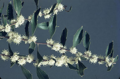 APII jpeg image of Hakea undulata  © contact APII