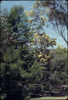 APII jpeg image of Acacia obliquinervia  © contact APII