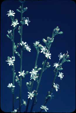 APII jpeg image of Macarthuria australis  © contact APII