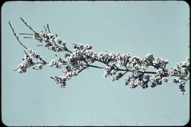 APII jpeg image of Micromyrtus hursthousei  © contact APII