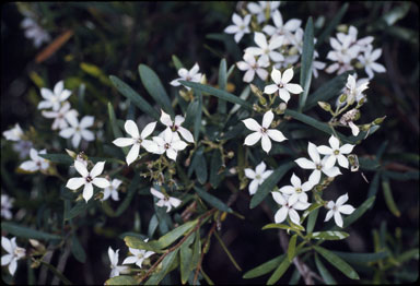 APII jpeg image of Marianthus volubila  © contact APII