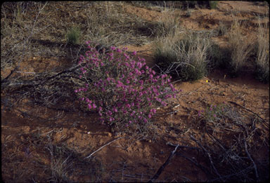 APII jpeg image of Homalocalyx thryptomenoides  © contact APII