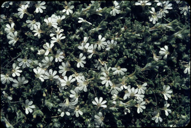 APII jpeg image of Scaevola sp.  © contact APII