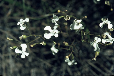 APII jpeg image of Stylidium affine  © contact APII