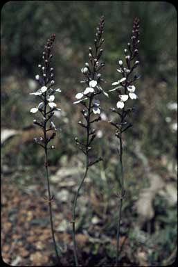 APII jpeg image of Stylidium amoenum  © contact APII