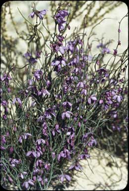 APII jpeg image of Tetratheca efoliata  © contact APII