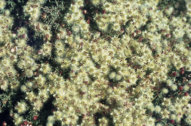 APII jpeg image of Verticordia penicillaris  © contact APII