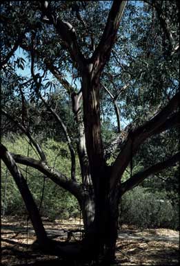 APII jpeg image of Eucalyptus baeuerlenii  © contact APII