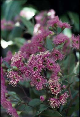 APII jpeg image of Corymbia ficifolia  © contact APII