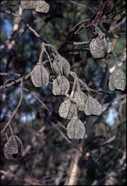 APII jpeg image of Eucalyptus forrestiana  © contact APII