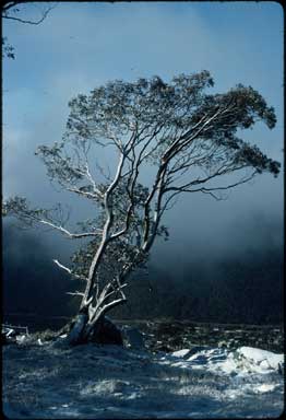 APII jpeg image of Eucalyptus pauciflora subsp. niphophila  © contact APII