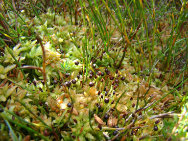 APII jpeg image of Sphagnum cristatum  © contact APII