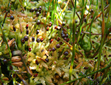 APII jpeg image of Sphagnum cristatum  © contact APII