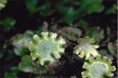 APII jpeg image of Marchantia foliacea  © contact APII