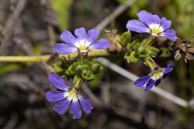 APII jpeg image of Scaevola aemula  © contact APII