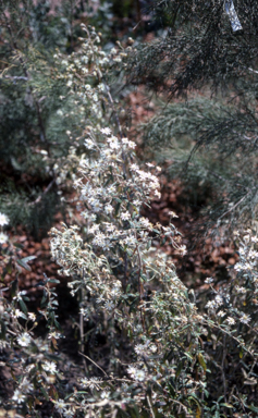 APII jpeg image of Olearia phlogopappa  © contact APII