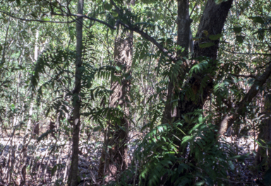 APII jpeg image of Stenochlaena palustris  © contact APII