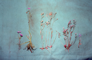 APII jpeg image of Stylidium,<br/>Byblis liniflora,<br/>Drosera indica,<br/>Lobelia sp.  © contact APII