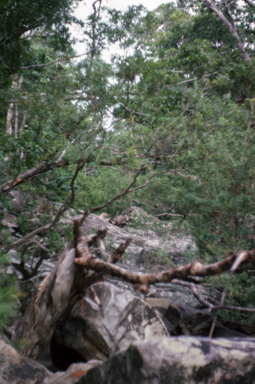 APII jpeg image of Dendrobium antennatum  © contact APII