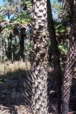 APII jpeg image of Livistona muelleri  © contact APII