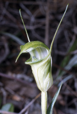 APII jpeg image of Pterostylis obtusa  © contact APII