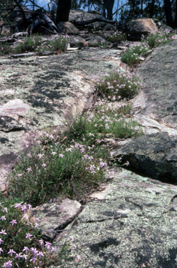APII jpeg image of Isotoma axillaris  © contact APII