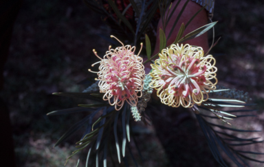 APII jpeg image of Grevillea 'Pink Surprise',<br/>Grevillea 'Misty Pink'  © contact APII