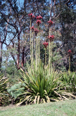 APII jpeg image of Doryanthes excelsa  © contact APII
