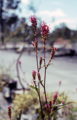 APII jpeg image of Grevillea quercifolia  © contact APII