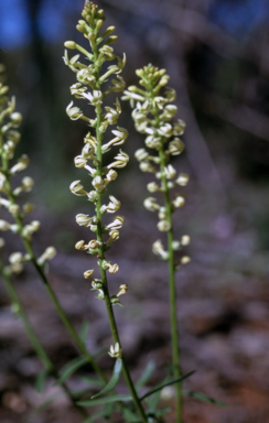APII jpeg image of Stackhousia monogyna  © contact APII