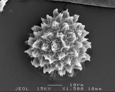 APII jpeg image of Fossombronia spiny 1'  © contact APII