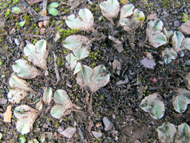 APII jpeg image of Riccia sp.  © contact APII