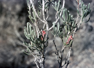 APII jpeg image of Adenanthos forrestii  © contact APII