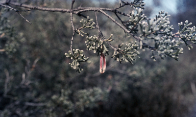 APII jpeg image of Adenanthos forrestii  © contact APII