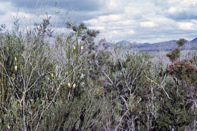 APII jpeg image of Adenanthos pungens subsp. pungens  © contact APII